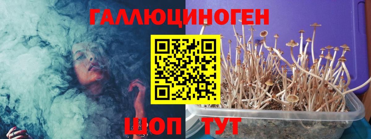 Галлюциногенные грибы Psilocybe Кызыл